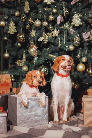 Two Brittany spaniels with red collars sitting beside Christmas tree full of golden ornaments and...
