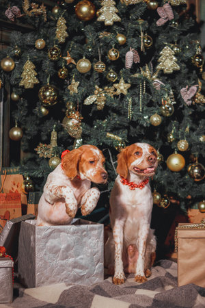 Two Brittany spaniels near decorated Christmas tree, puppy sitting in silver box, adult dog beside gift.	Warm indoor holiday photo with festive tree decorated with golden ornamentsの写真素材