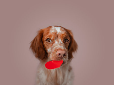 Wide portrait shows brown white dog gripping bright red heart cutout from mouth against soft pink backdrop. Warm tones highlight fur texture, symmetrical framing enhances clarity, smooth lighting supports clean commercial presentation.の写真素材