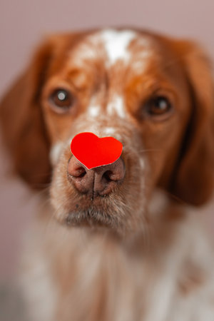 Close view of red white spaniel with bright heart-shaped paper sticker positioned on nose, warm fur details highlighted by shallow focus, soft pastel backdrop enhancing clean valentines-themed composition.の写真素材