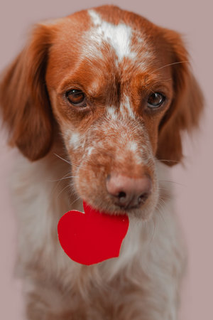 Close-up captures brown white dog holding red heart paper cutout below muzzle. Muted pink background defines warm palette, crisp detail highlights snout texture, coat pattern, subtle lighting providing clean commercial appearance.の写真素材