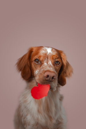Medium portrait shows brown white dog carrying red heart cutout from mouth with soft pink backdrop providing warm contrast. Focused lighting outlines snout detail, coat texture, gentle expression, creating commercially versatile themed imagery.の写真素材