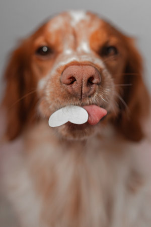 Close-up frame shows brown white dog supporting small white heart cutout under muzzle while tongue slightly protrudes. Neutral background highlights snout texture, coat pattern, warm tones, soft directional lighting enhancing clean studio detail.の写真素材