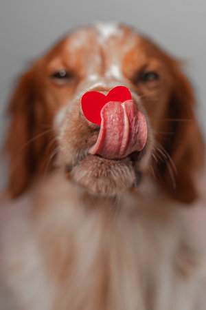 Close-up view shows brown white dog stretching tongue upward toward bright red heart sticker set over nose surface. Soft neutral background isolates muzzle texture, warm coat pattern, focused lighting outlining facial structure with commercial clarity.の写真素材