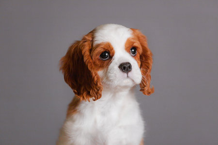 Cavalier King Charles Spaniel puppy close portrait gray studio background detailed face view