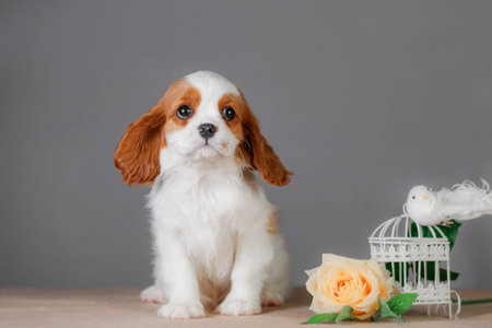 Cavalier King Charles Spaniel puppy sitting beside cream rose white birdcage gray studio backgroundの写真素材