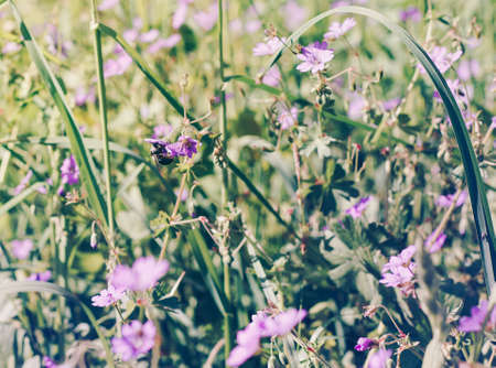 Texture grass. Pattern texture of leaves. Tropical leaves texture. Background tropical grass. Plants pattern. Abstract texture. Closeup green juicy grass. Green leaves Background.の写真素材