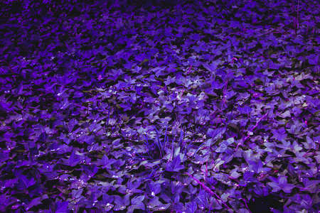 Texture grass. Pattern texture of leaves. Tropical leaves texture. Background tropical grass. Plants...