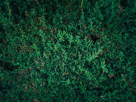 Texture grass. Pattern texture of leaves. Tropical leaves texture. Background tropical grass. Plants pattern. Abstract texture. Closeup green juicy grass. Green leaves Background.の写真素材