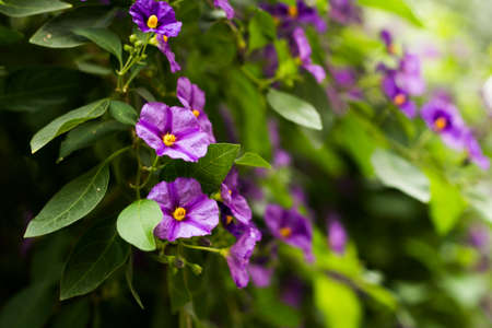 Texture grass. Pattern texture of leaves. Tropical leaves texture. Background tropical grass. Plants pattern. Abstract texture. Closeup green juicy grass. Green leaves Background.の写真素材