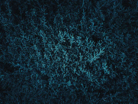 Texture grass. Pattern texture of leaves. Tropical leaves texture. Background tropical grass. Plants pattern. Abstract texture. Closeup green juicy grass. Green leaves Background.の写真素材