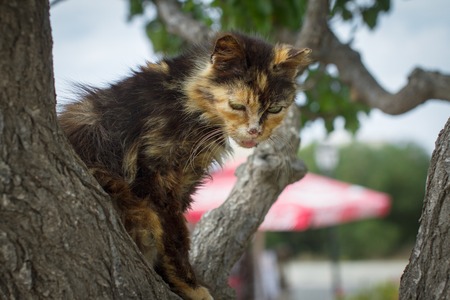 Cat on a treeの写真素材
