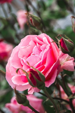 Pink Rose Bush in the summer garden
