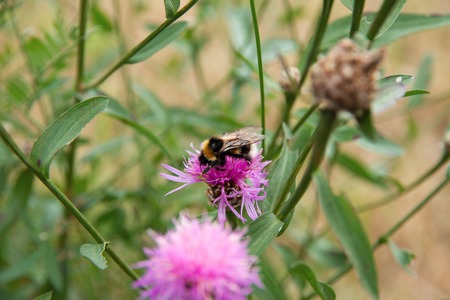 Bee sitting on rozovm flower in the field