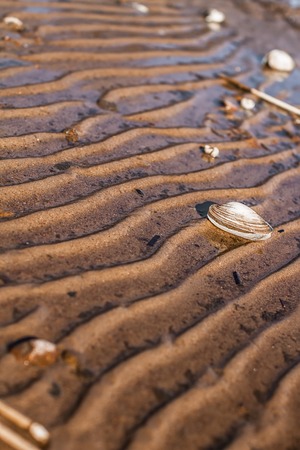Shell rests on a letter on the coast of the Bay