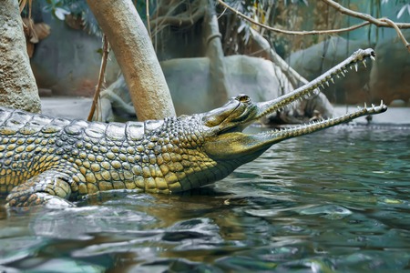 Green crocodile at the Zoo Prague opened its mouth