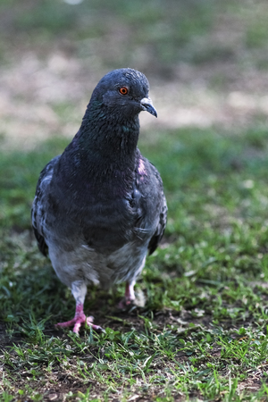 One grey pigeon sit on the grassの写真素材