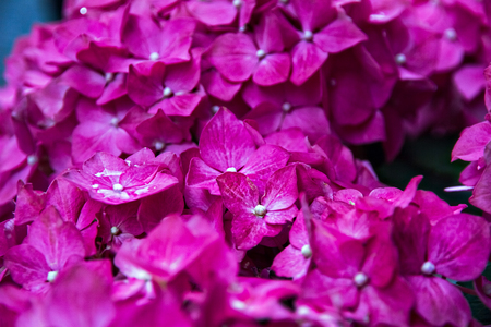 Pink flowers Bush in the summer gardenの写真素材