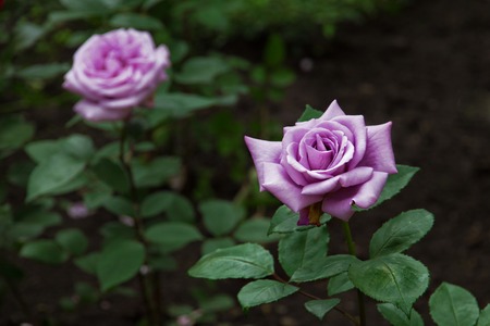 Purple Rose blossom in the garden in summerの写真素材