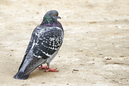 One grey pigeon standing on the groundの写真素材