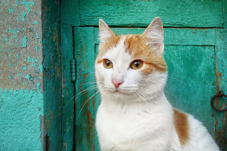 White-red cat close-up sits osits about old green wooden doorの写真素材