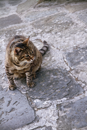 brown striped cat looks warily and sits on a gray cobbled streetの写真素材
