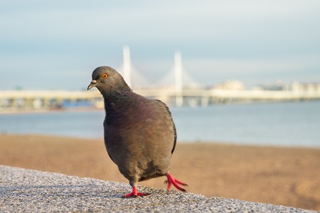 Dove dances against the backdrop of the Gulf of bridge