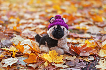 toy dog in hat sits on the yellow foliage in the parkの写真素材