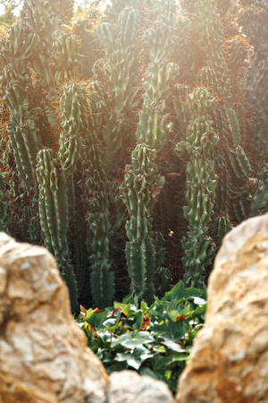 green bushes of high peyote with spines and stones in sunny dayの写真素材