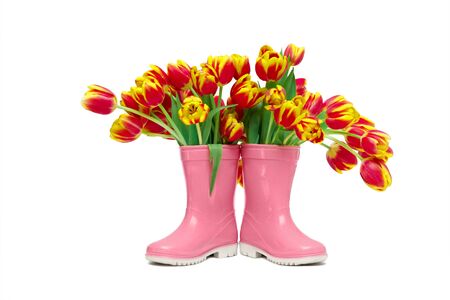 red flowers tulips with yellow border in ain pink rubber boots on white background, isolateの写真素材