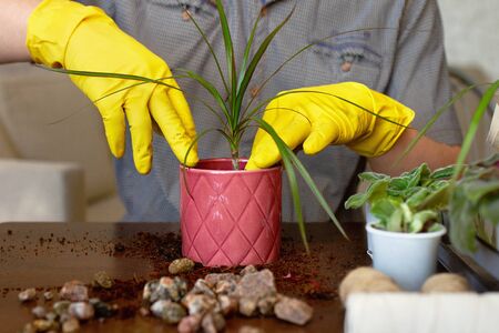 men's hands in yellow gloves plant dragon-tree in red pot on brown table, side viewの写真素材