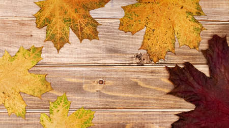 yellow and red leaf of maple tree lies on brown old wooden background