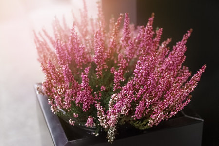 ordinary gray-colored heather bush in black pot outside at sunsetの写真素材