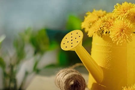 yellow flowers dandelions in metal watering can with spools of jute thread on background of blue...