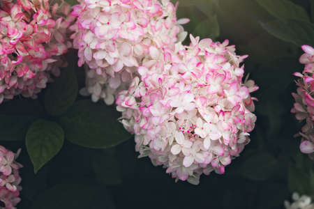 buckground bush flowers blooming pink and white hydrangea in summer park on sunny day, selective...