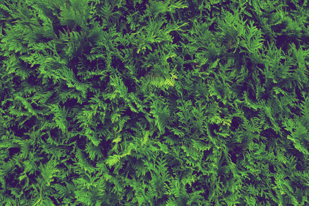 botanical floral background living green hedge thuja, tinting