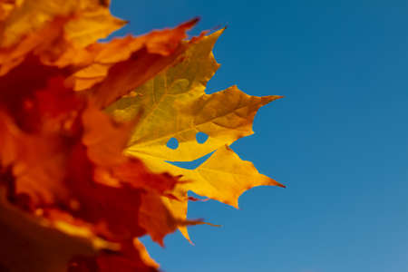 yellow maple leaf with cheerful face emoticon against blue sky on sunny dayの写真素材