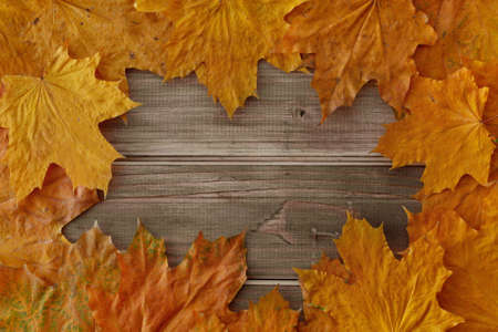 yellow leafs of maple tree lies on brown old wooden background