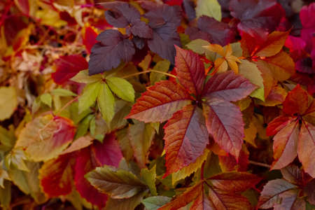 hedge yellow and red grape leaves botanical backgroundの写真素材