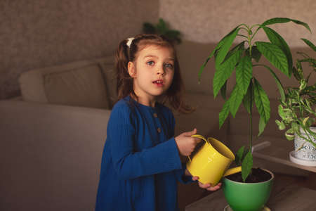 little girl in blue dress watering house plants avocado from yellow watering can at homeの写真素材
