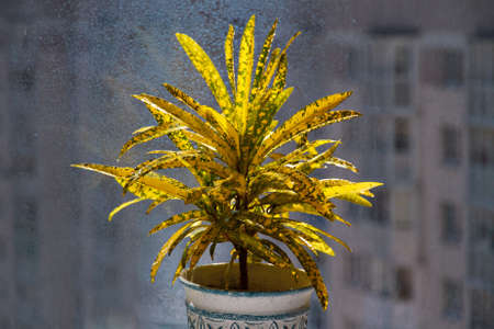 Decorative deciduous plant of family of euphorbiaceae yellow-green speckled Croton codium against...
