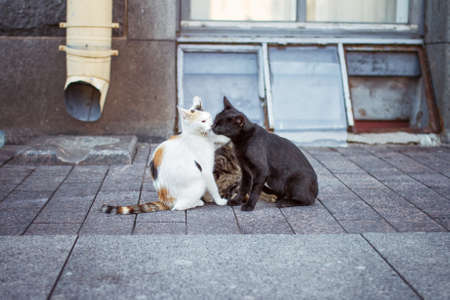 black and white street cats in love in city, copy space