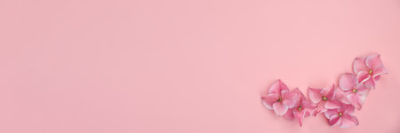 banner hydrangea flowers on pink background, copy spaceの写真素材