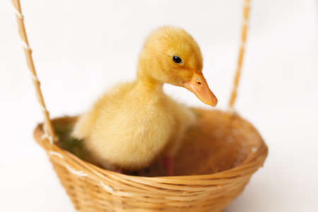 small yellow duckling in wicker basket on white background, selective focusの写真素材