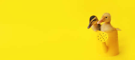 banner two small yellow add variegated duckling in metal watering can on yellow background,...