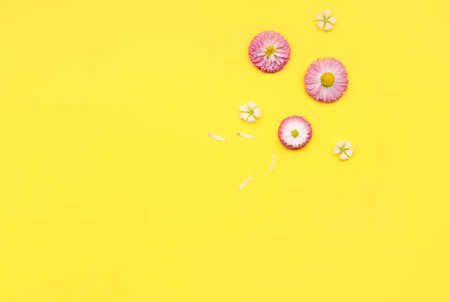 gentle white and pink wildflowers with petals on a yellow background, copy spaceの写真素材
