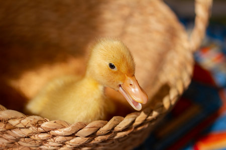 one small yellow duckling in wicker basket on sunny day, selective focusの写真素材