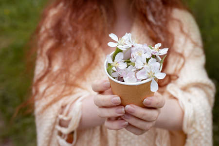 apple tree flowers in tea paper cup in female hands, selective focus