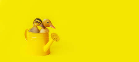 banner two small yellow and variegated duckling in metal watering can on yellow background, selective focusの写真素材