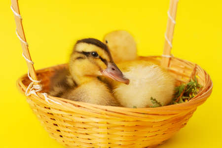 two birds small yellow and variegated duckling in wicker basket on yellow background, selective focusの写真素材